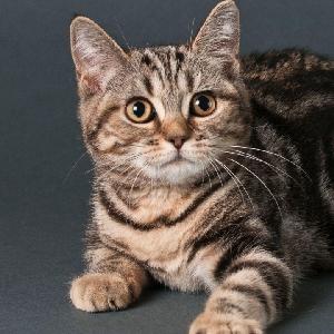 剪刀找猫方法