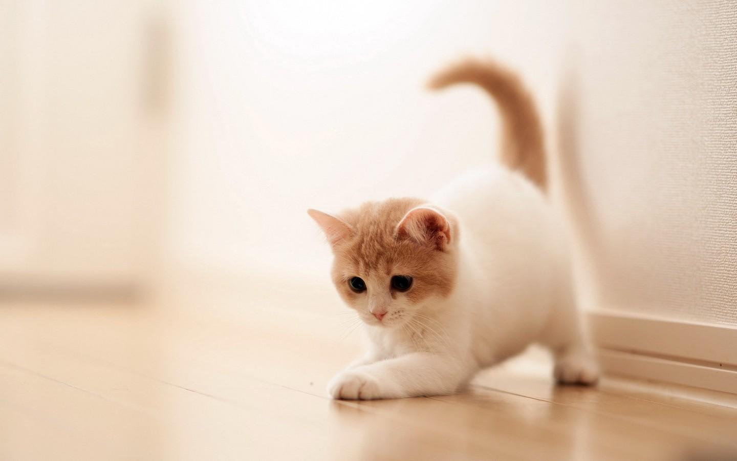 十大最贵名猫