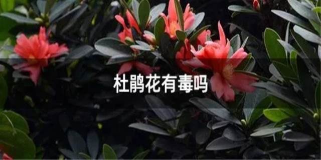 杜鹃花有毒吗