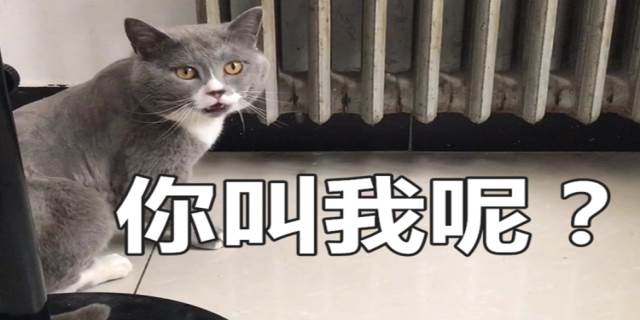 猫能听懂主人说的话吗