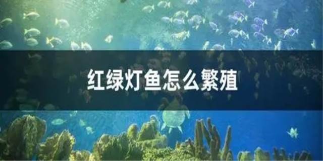 红绿灯鱼怎么繁殖