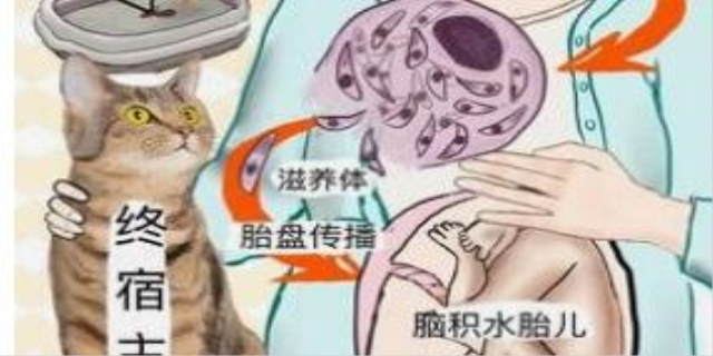  怎么判断猫得了弓形虫